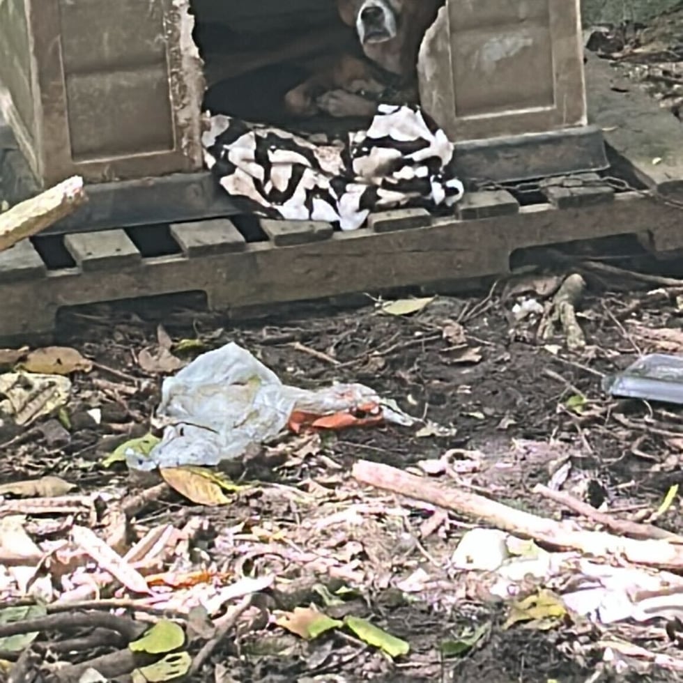 Unos 45 perros fueron rescatados de una residencia en Caguas donde vivían en condiciones deplorables, según lo describió la Policía.
