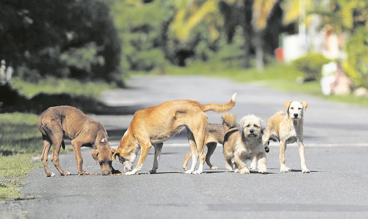 “Mi corazón no aguanta más”: madre exige acción tras ataque de siete perros a su hijo en San Sebastián