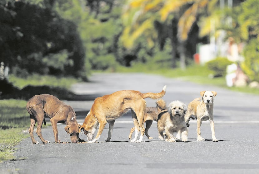 Personas que trabajan con animales realengos han observado un aumento en la cantidad de perros y gatos en las calles, que podría atribuirse al abandono de personas que se van de la isla. (GFR Media)