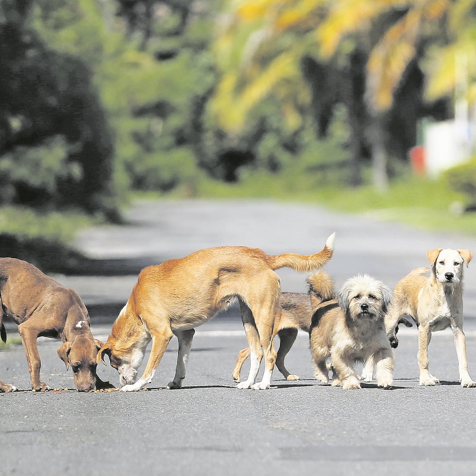 Imagen de archivo de varios perros realengos, una problemática que afecta a distintos municipios de Puerto Rico.