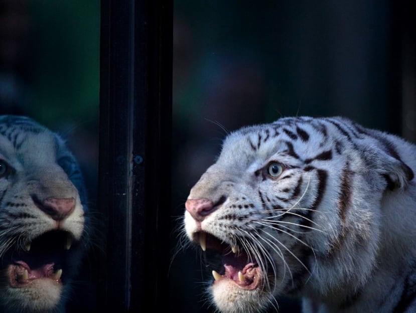 El zoológico de Buenos Aires presentó el miércoles a tres crías de tigres de Bengala blancos, una rara especie mundial muy vulnerable en su hábitat por su dificultad para camuflarse. (AP Photo/Natacha Pisarenko)