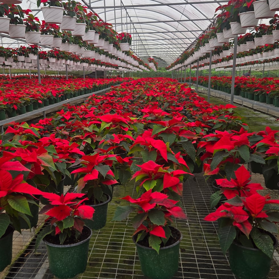 Para esta temporada, se proyecta la disponibilidad de unas 800,000 plantas, lo que representa una disminución de entre 100,000 y 150,000 comparado con la anterior, cuando se produjeron hasta 950,000.