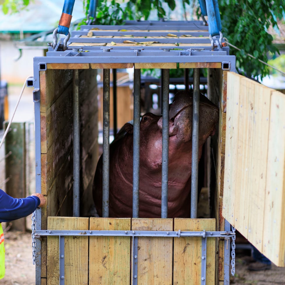 Los animales del antiguo Zoológico de Puerto Rico Dr. Juan A. Rivero, en Mayagüez, fueron trasladados a otros zoológicos y santuarios fuera de Puerto Rico.