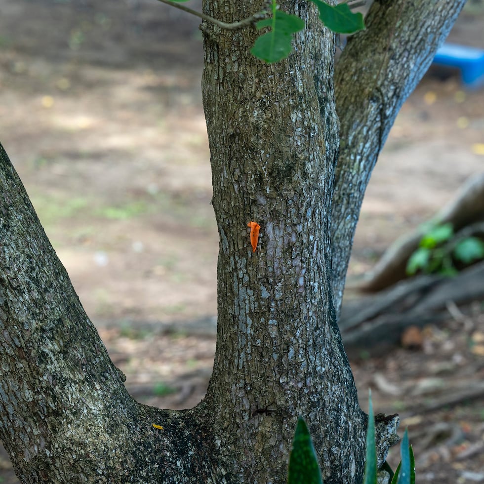El Nuevo Día visited the area where the bulk of the species designated for removal are located and observed that a handful of the trees were marked with orange ribbons.