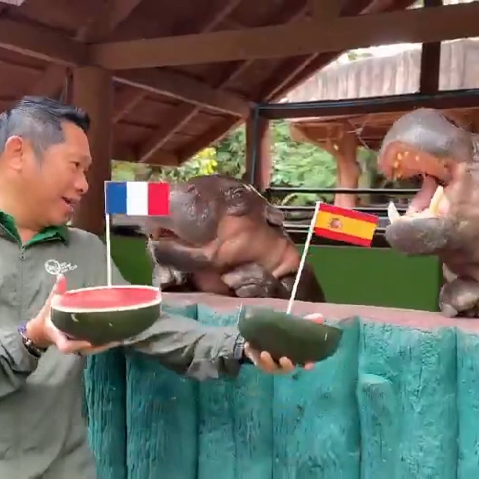 El hipopótamo pigmeo tailandés Moo Deng, que en 2024 conquistó las redes sociales, predijo que las selecciones de Francia e Inglaterra disputarán la final del Mundial.