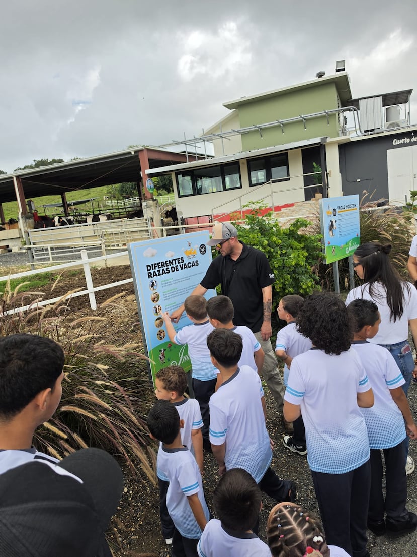 En Vega Baja, Martínez Dairy ofrece recorridos guiados por la vaquería a grupos escolares.
