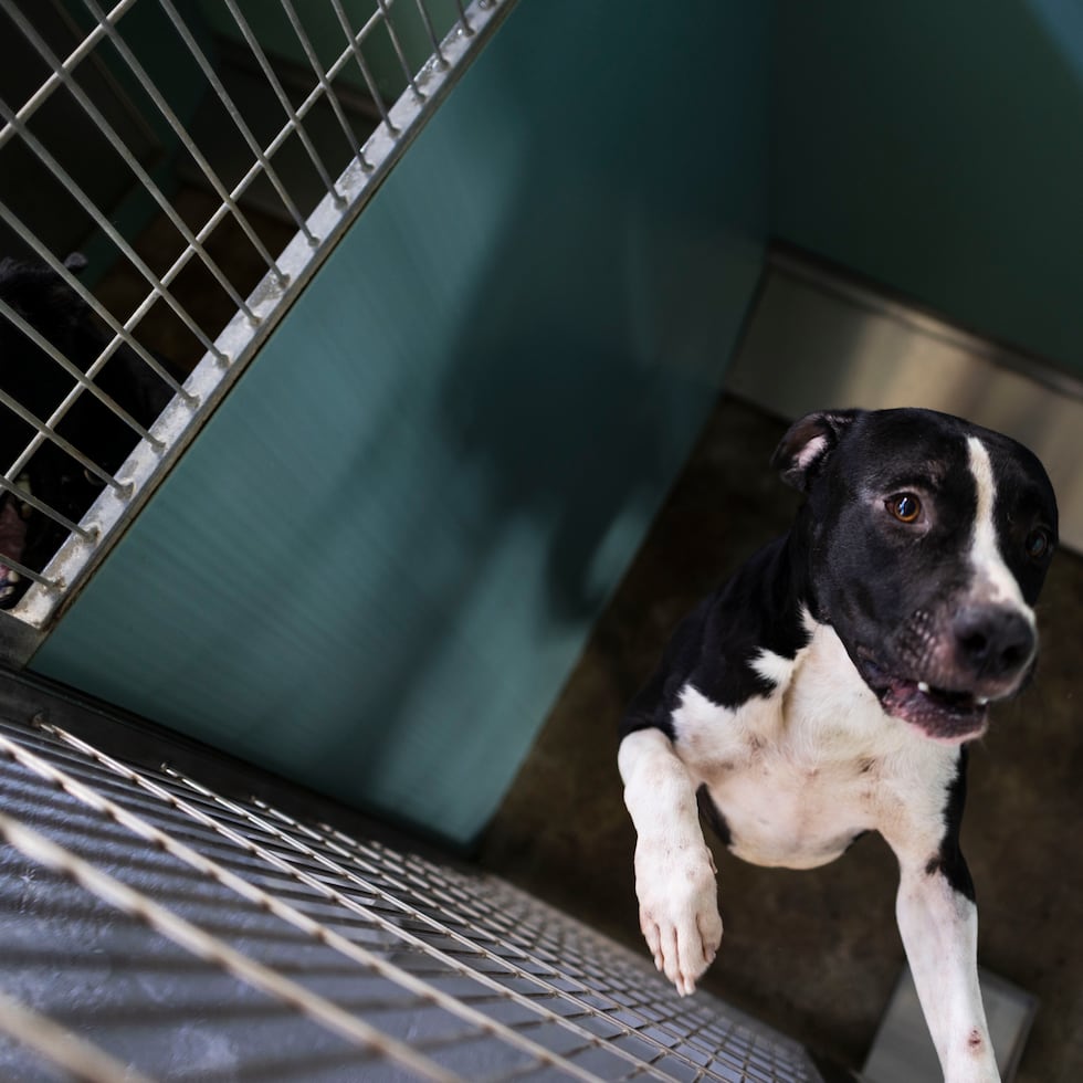 La Sociedad Protectora de Animales de Puerto Rico, Humane World for Animals, Humane World Action Fund, The Humane Society of Puerto Rico, Save a Sato, y Puerto Rico Animals apoyaron la medida.
Foto por:
Xavier Araújo | GFR Media
xavier.araujo@gfrmedia.com
Araujo