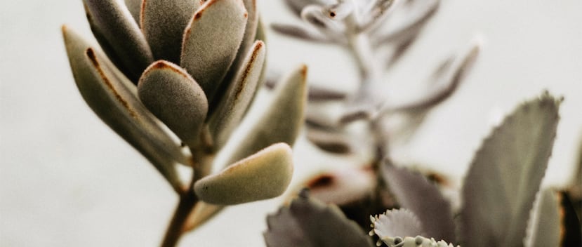Se pueden encontrar distintas especies de kalanchoe. (Elsa Noblet / Unsplash)