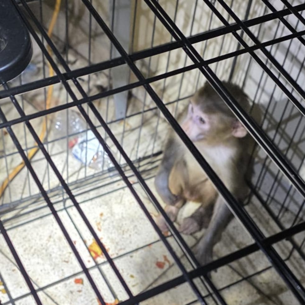 El animal fue hallado en un apartamento deshabitado del edificio 16, del residencial Zenón Díaz Valcárcel, en Guaynabo.