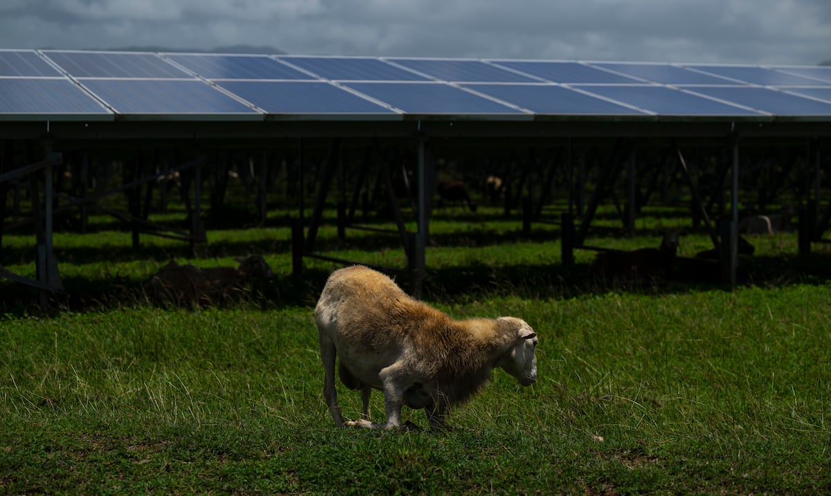 NEPR certifica proyecto agrivoltaico en Moca que abastecería hasta 450 hogares