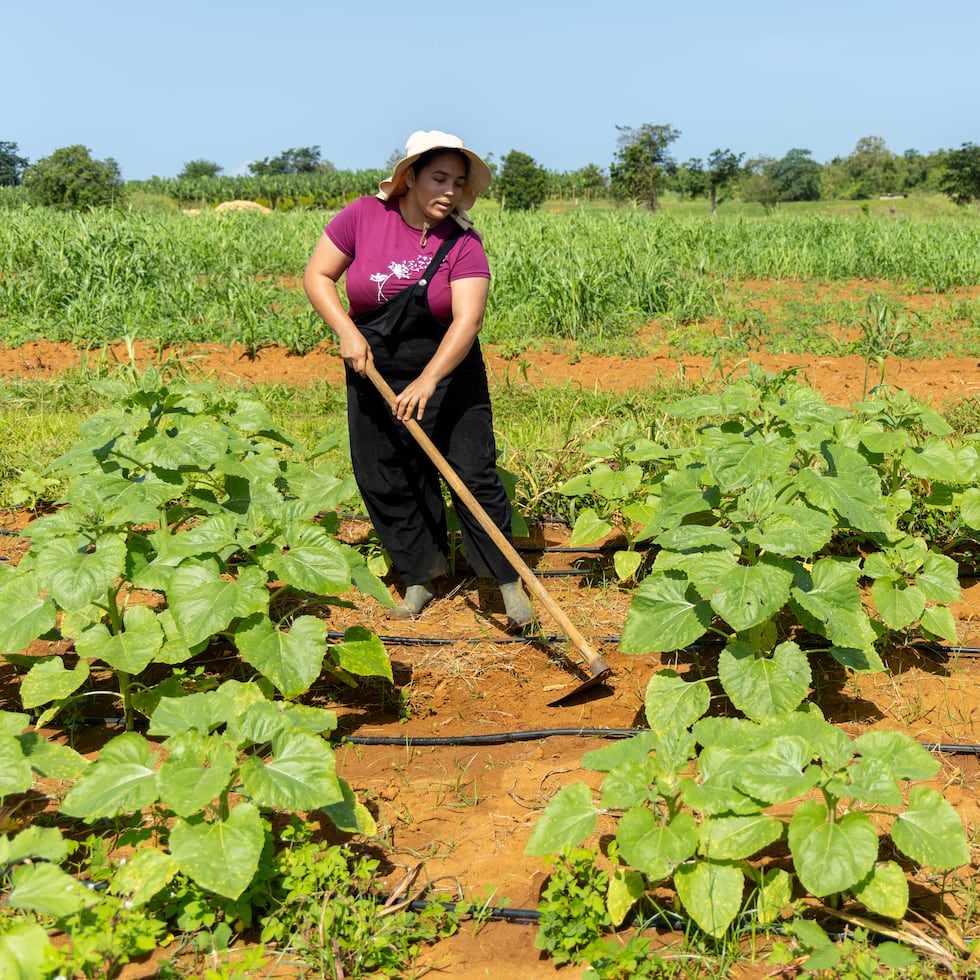 Muchos de los emprendedores que forman parte del proyecto provienen de profesiones ajenas a la agricultura y han incorporado conocimientos en tecnología, automatización y ciencias al manejo de sus fincas.
