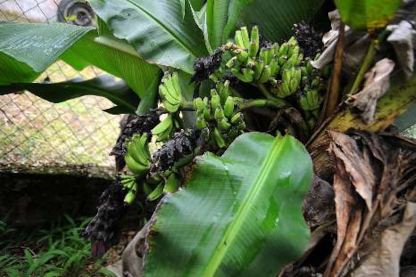 Ramón Crespo Ramos pensaba que la mata de guineo que le regalaron había echado tres racimos, pero se sorprendió al ver que tenía siete. <font color="yellow">(Para Primera Hora / Olimpo Ramos)</font>