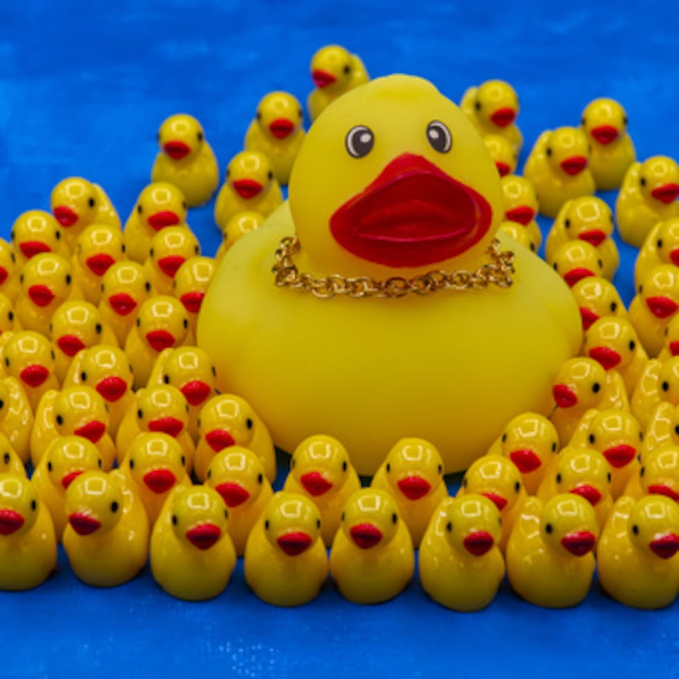 Un patito de goma que lleva un collar de cadena de oro está rodeado de patitos más pequeños en Phoenix, Arizona.