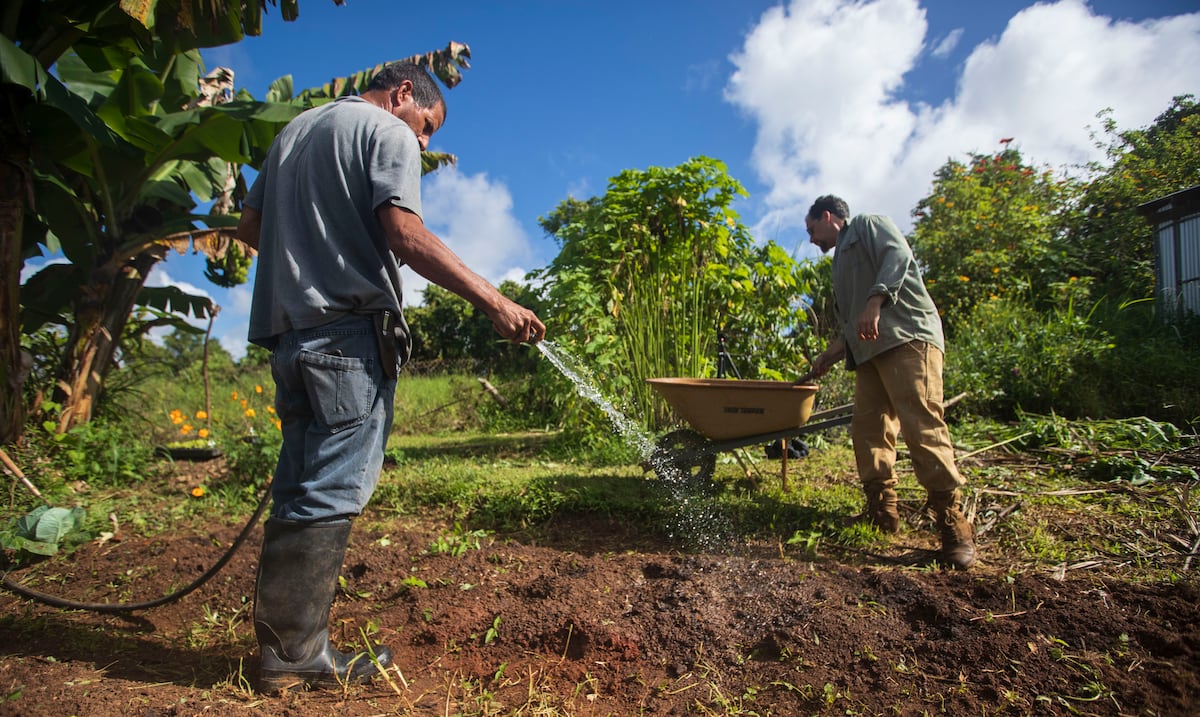 Agricultura de PR solicita al USDA activar programas de ayuda por sequía severa