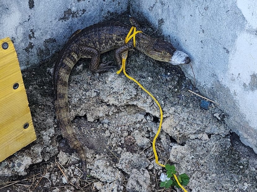 Al fugitivo se le ocupó un caimán en cautiverio.