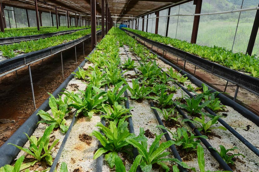 La agencia federal otorga estos fondos a través del Programa de Donativos de Desarrollo de Negocios. (GFR Media)