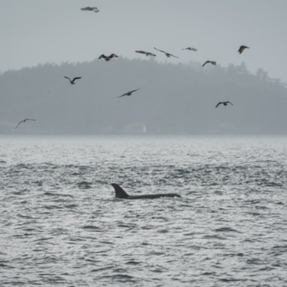 Orca avistada en Islas San Juan, Washington.