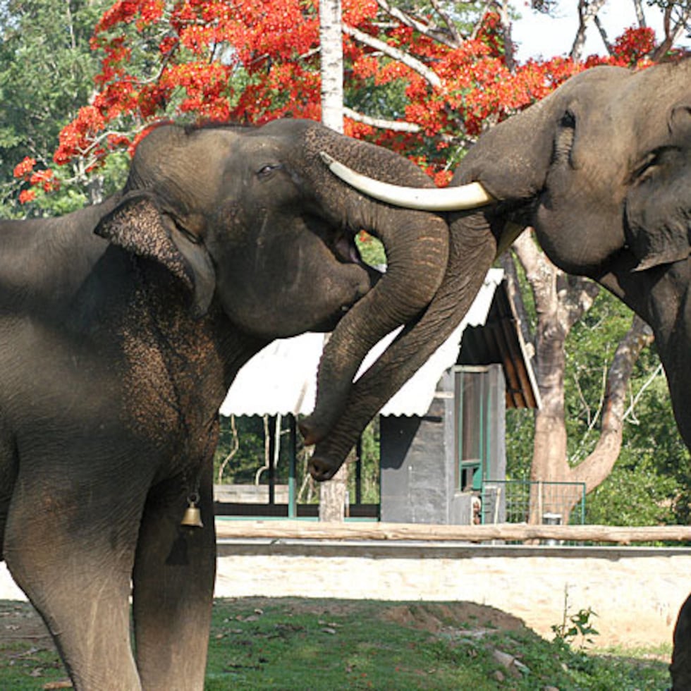 Una mujer falleció aplastada por un elefante en el Campamento de Elefantes Dubare, en India.