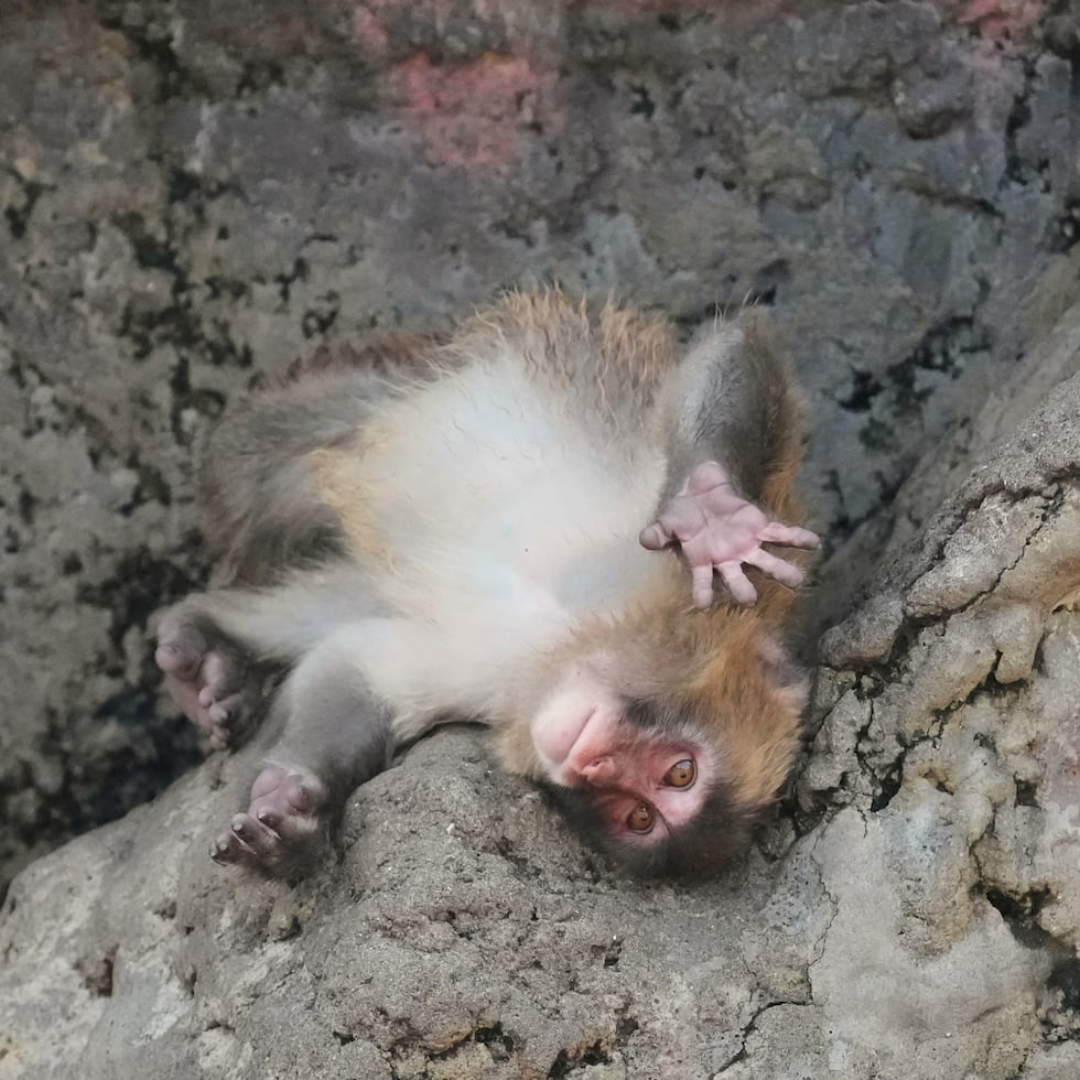 El pequeño simio recibió una avalancha de mensajes de buenos deseos de admiradores de todo el mundo, aunque ahora ya tiene amigos y dejó de sujetar el juguete.