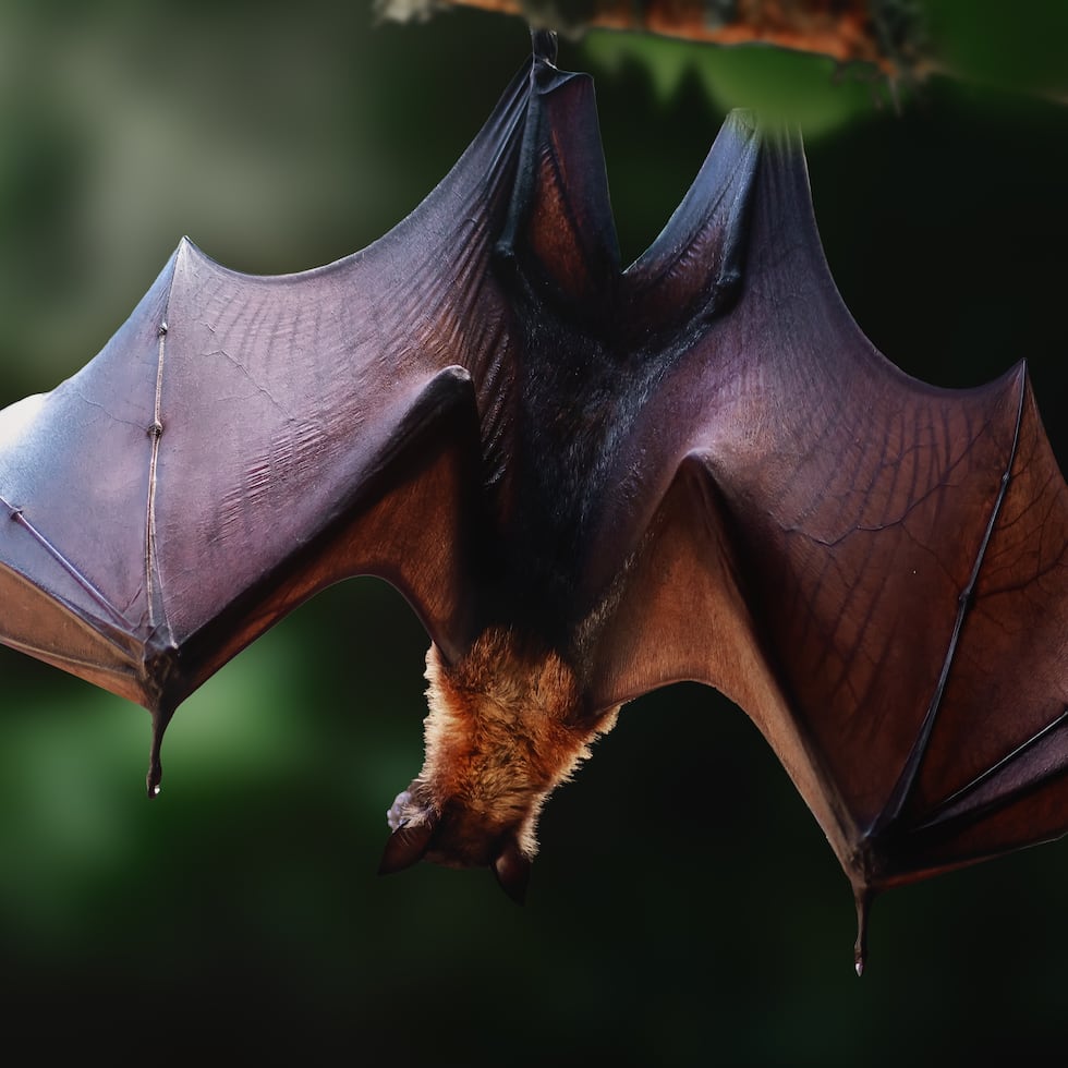 Se estima que existen más de 1,500 especies de murciélagos en todo el mundo.