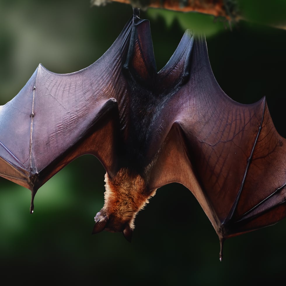 A tono con la celebración de Halloween, el Centro Criollo de Ciencia y Tecnología del Caribe (C3Tec), en Caguas, realizará el 31 de octubre el XII Festival del Murciélago.