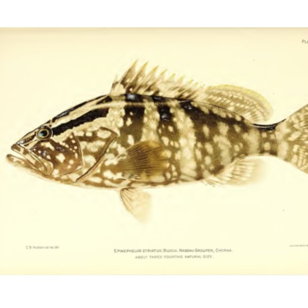 Espinphellus Striat, pez de manchas blancas y negras documentado por la tripulación del Fish Hawk en 1899. La imagen es una reproducción de los dibujos del reporte The fishes of Puerto Rico, producido por el equipo de científicos estadounidenses.