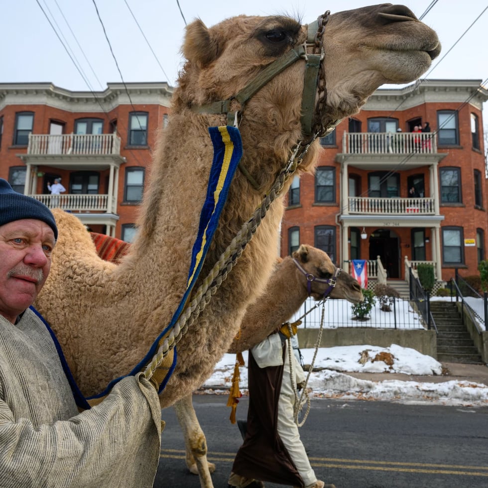 Un camello guiado por Mark Dalke camina por Park Terrace camino al Parque Pope durante el Desfile del Día de los Reyes Magos de Hartford. El desfile de este año está patrocinado por la Asociación Hispanoamericana de Comerciantes (SAMA) y Caridades Católicas de la Arquidiócesis de Hartford.