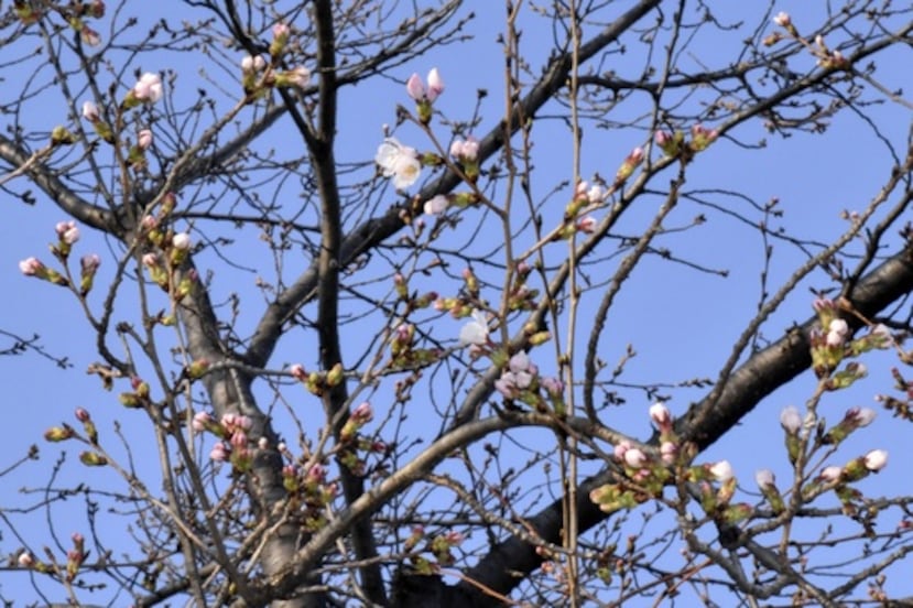 Un cerezo florece en Kofu, Japón, el lunes 16 de marzo de 2026. (Kyodo News vía AP)