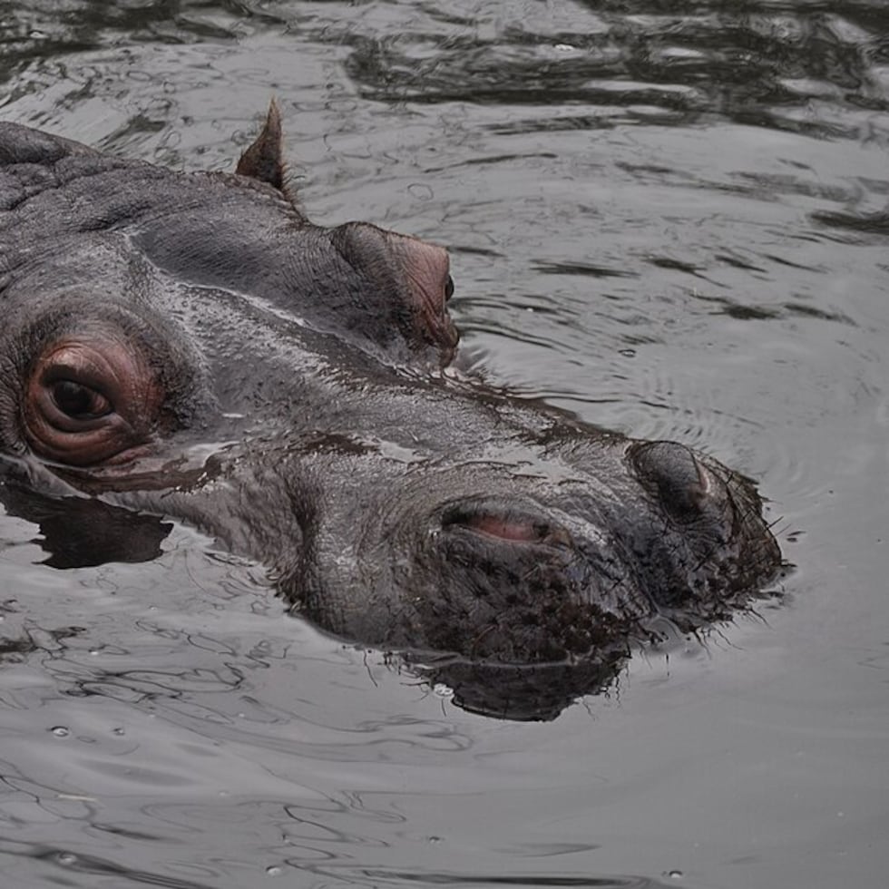 The idea of introducing hippos to control the plants came from the AAA itself.