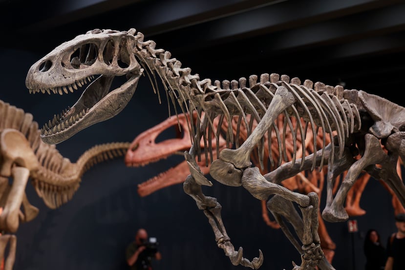 Fotografía de archivo que muestra el esqueleto de un dinosaurio. EFE/ Lucía Goñi