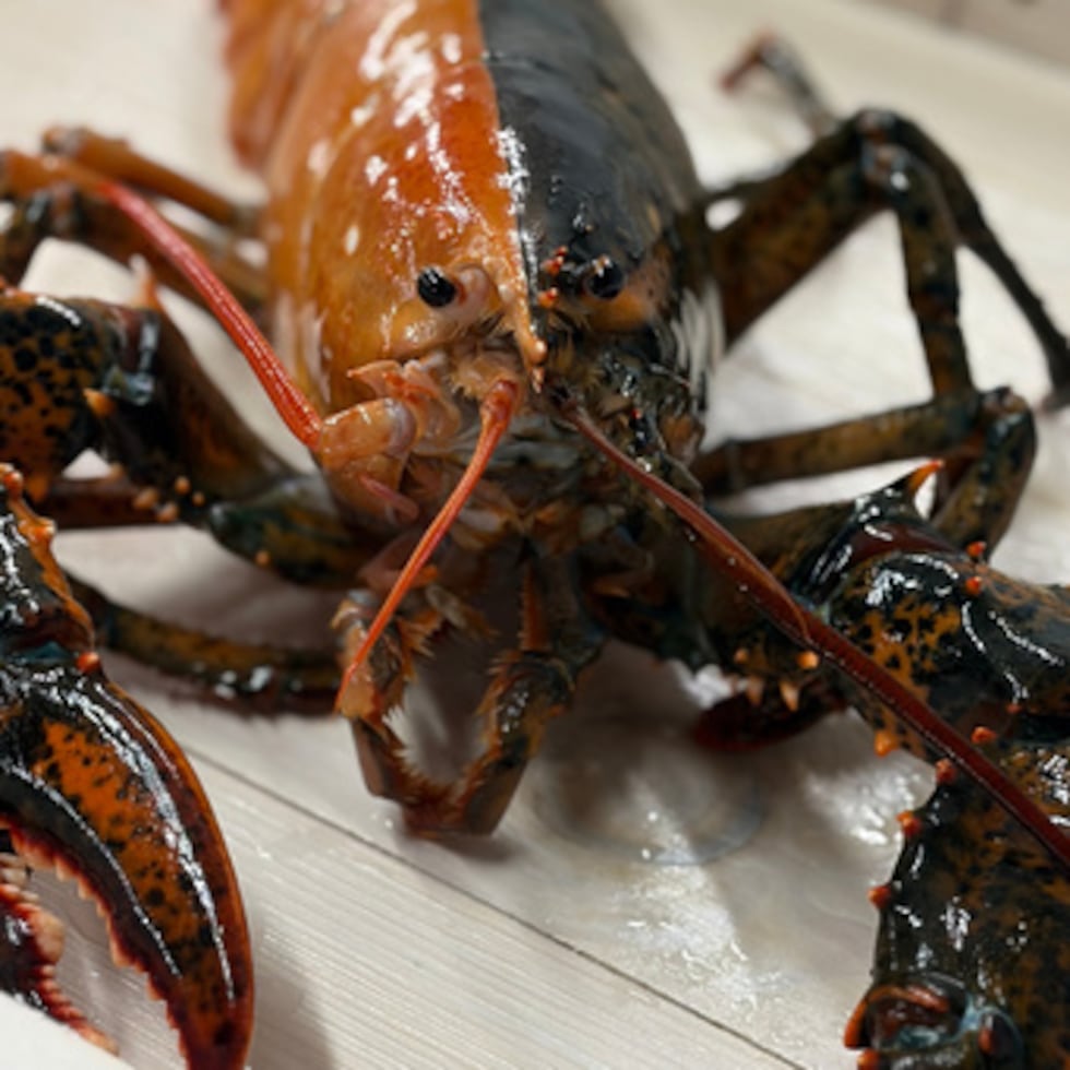 Una rara langosta de color dividido se ve en la Wellfleet Shellfish Company, en Eastham, Massachusetts.