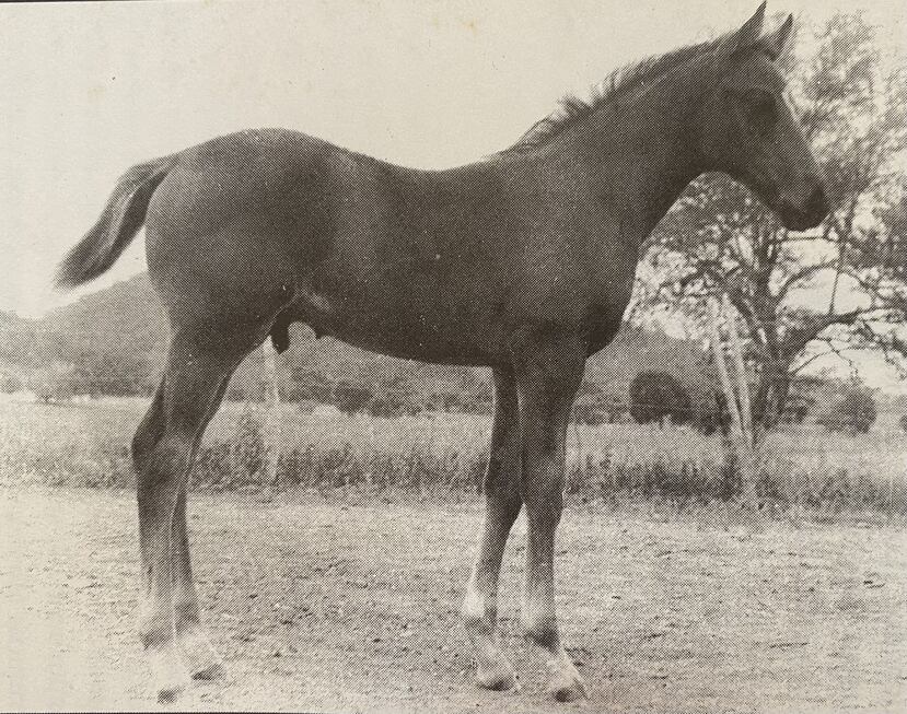Camarero, con seis meses, en el potrero de Luis Rechani Agrait en Santa Isabel.