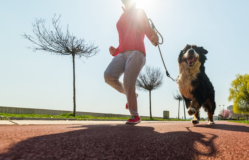 Ejercitarte con tu perro ayuda a estimularlo y lo mantiene saludable tanto física como mentalmente.