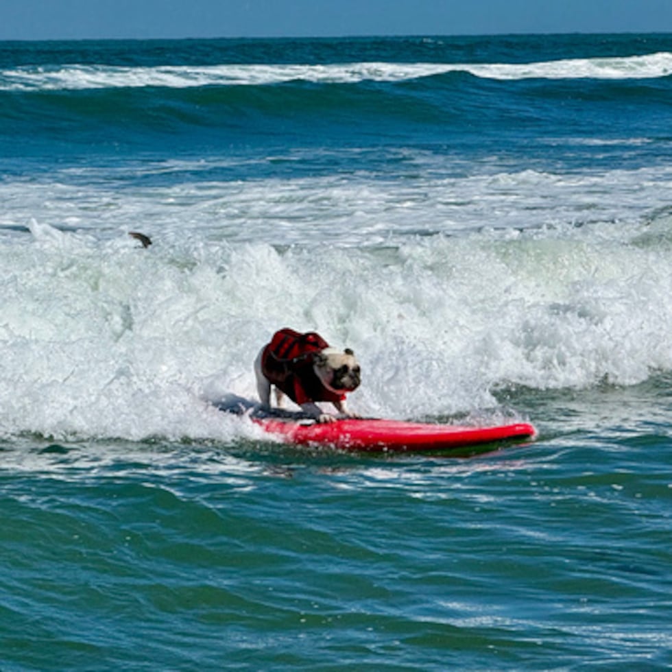 Un perro coge una ola durante el Campeonato Mundial de Surf Canino, celebrado el sábado 1 de agosto de 2026 en Pacifica, California. (Foto AP/Haven Daley)