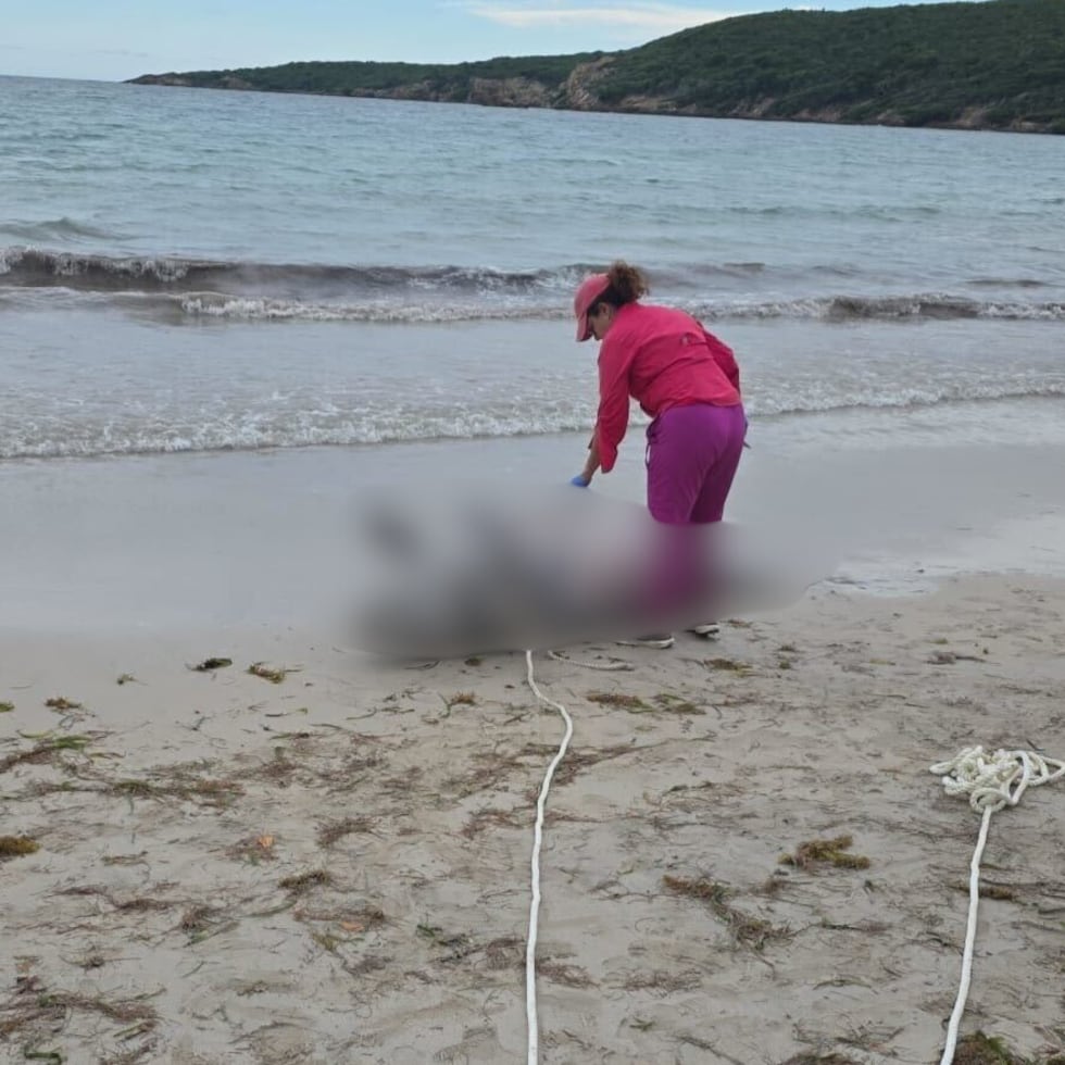 La ciudadanía puede reportar cualquier asunto relacionado a un manatí, llamando al teléfono 787-999-2200, extensión 2911.