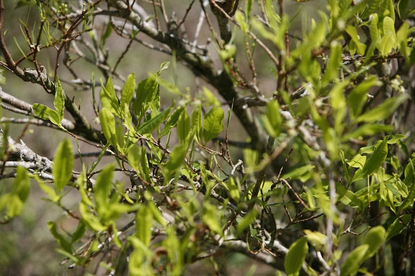 Hojas de coca en plantación de Colombia.