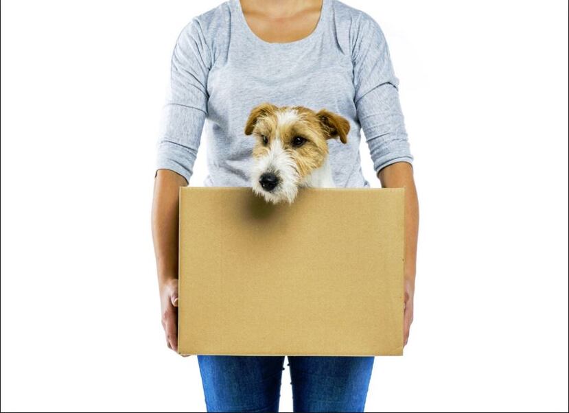 Asegúrate que el lugar a donde vas a vivir sea “Pet Friendly”. (Captura)