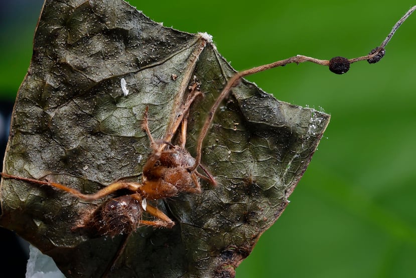 MEX368. GUADALAJARA (MÉXICO), 14/08/2026.- Fotografía que muestra una hormiga infectada por el 'Hongo Zombi' (Ophiocordyceps unilateralis) este jueves, en el Centro Universitario de Ciencias Biológicas y Agropecuarias (CUCBA) de la Universidad de Guadalajara en Jalisco (México). Investigadores descubrieron por primera vez en México seis tipos de "hongos zombis" capaces de infectar hormigas y manipular su comportamiento hasta provocarles la muerte, uno de ellos bautizado en honor al cineasta mexicano Guillermo del Toro y su fascinación por las criaturas monstruosas. EFE/ Francisco Guasco
