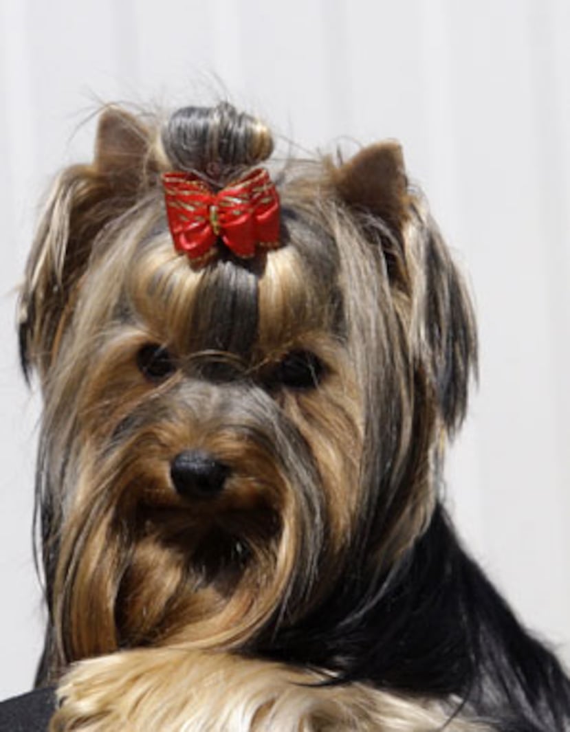 El perro, un Yorkshire Terrier, tiene un valor de $4,000. (Archivo)