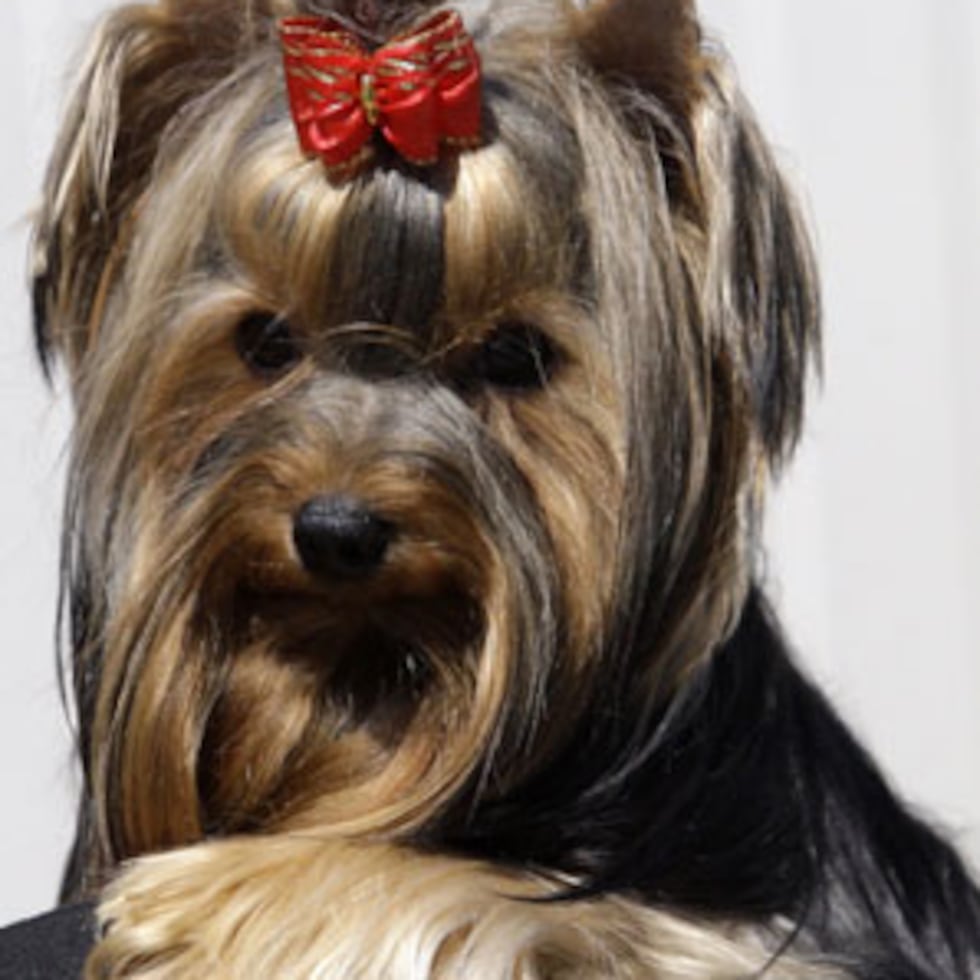 Una foto de archivo de un perro Yorkshire Terrier.