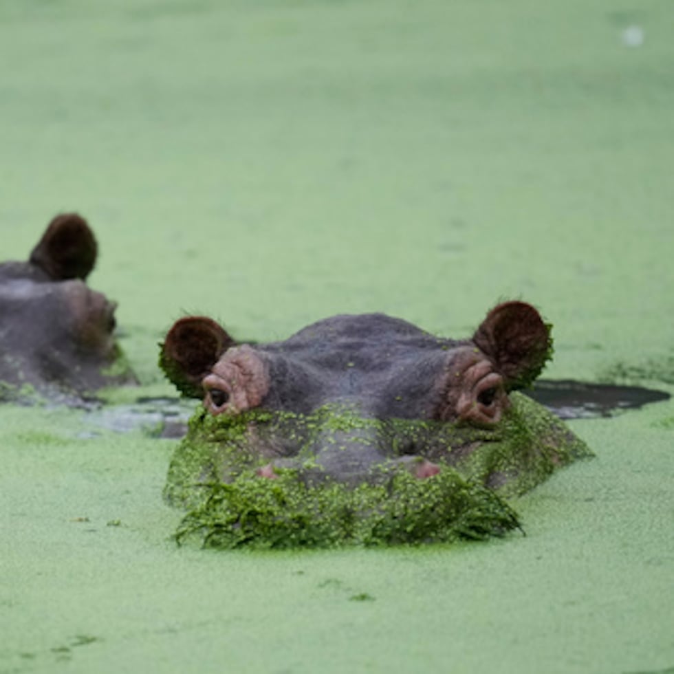 La población en Colombia está dividida al debatir sobre el futuro de esta especie invasora. (AP Photo/Fernando Vergara)