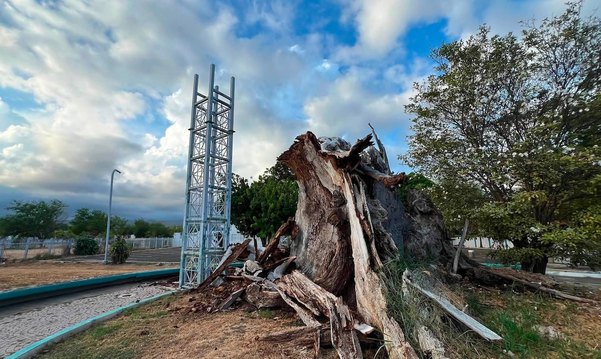 Histórica ceiba de Ponce pierde su última rama tras años de deterioro
