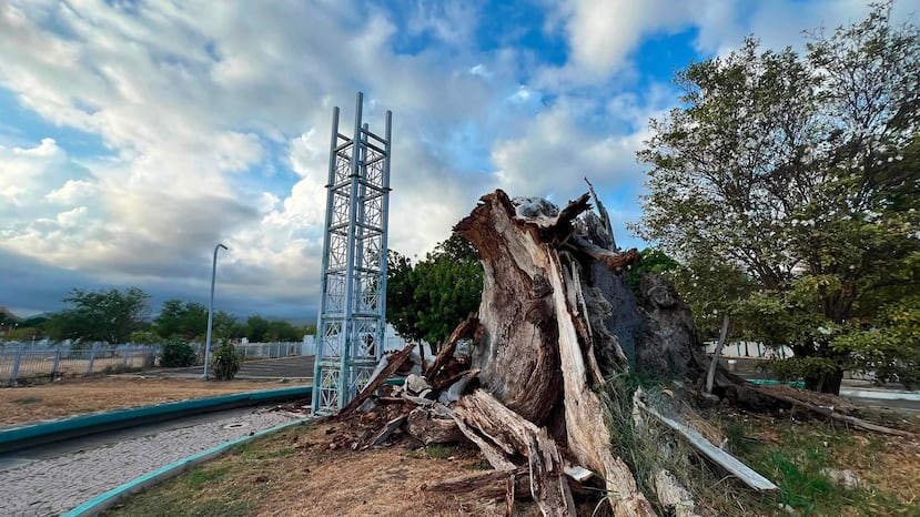 Cae la última rama del histórico árbol de ceiba en Ponce