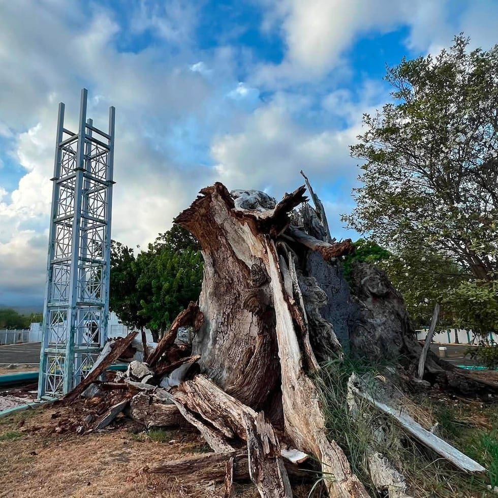 La alcaldesa Marlese Sifre afirmó que el árbol dejó un legado que permanecerá en la memoria de generaciones de ponceños.