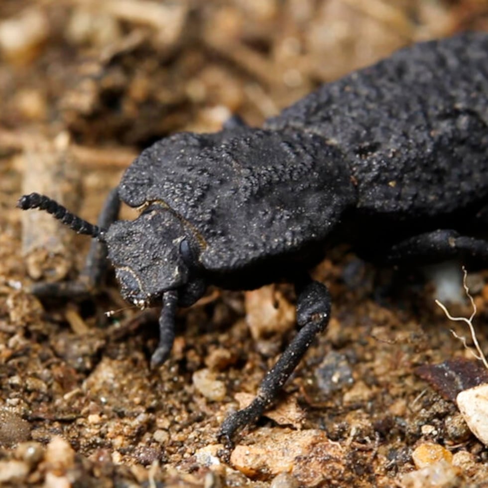 Los escarabajos de esta familia son comúnmente conocidos como “escarabajos de la madera”, ya que sus larvas perforan la madera y pueden tardar entre uno y dos años en desarrollarse, mientras que los adultos tienen una vida corta. (Archivo)