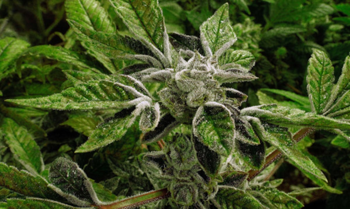 Cambio histórico: gobierno federal reclasifica el cannabis medicinal como una droga menos peligrosa