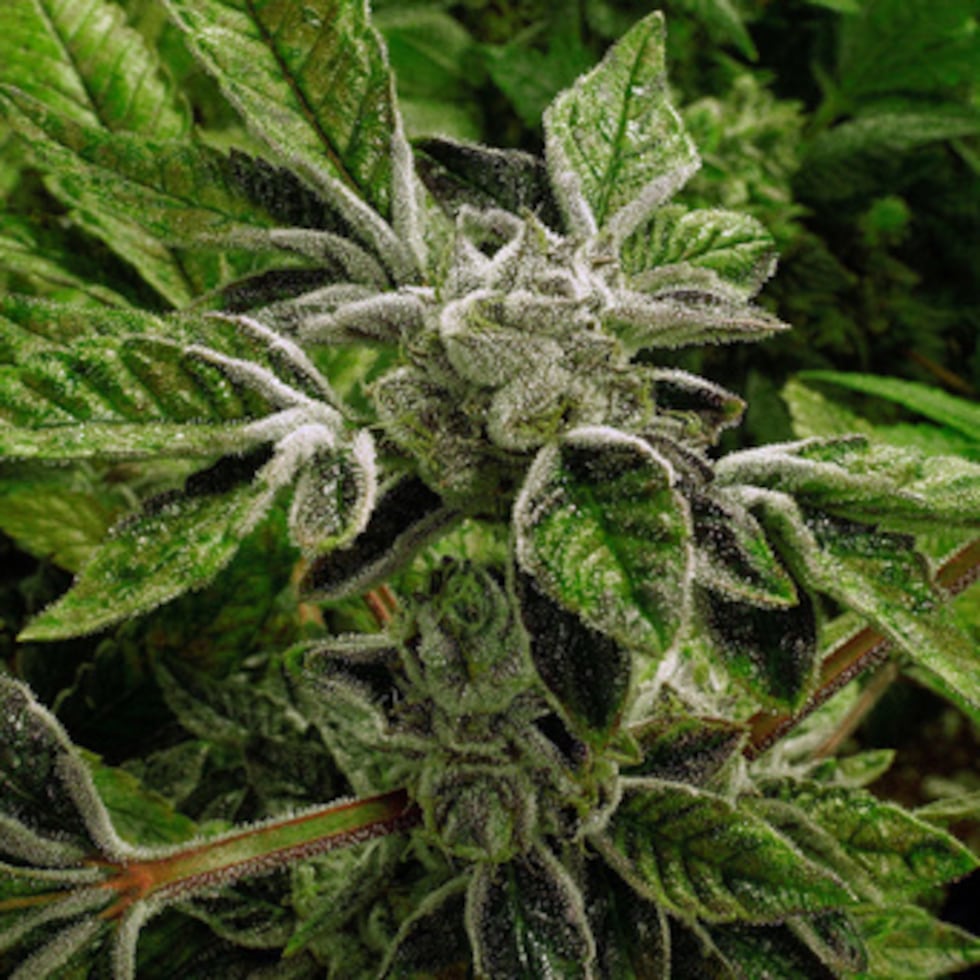 La orden firmada por el fiscal general interino no legaliza la marihuana para uso médico o recreativo según la legislación estadounidense.