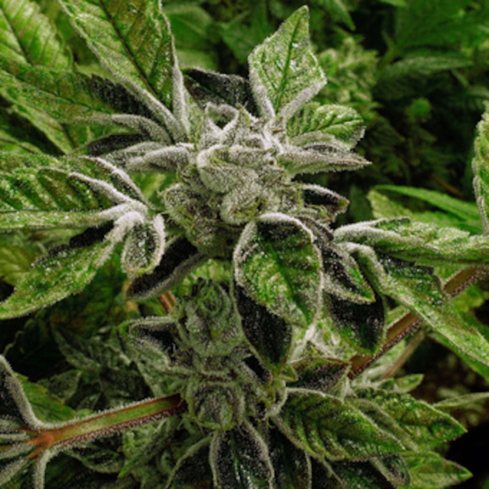 En esta foto de archivo plantas de marihuana con sus cogollos cubiertos de cristales blancos llamados tricomas.