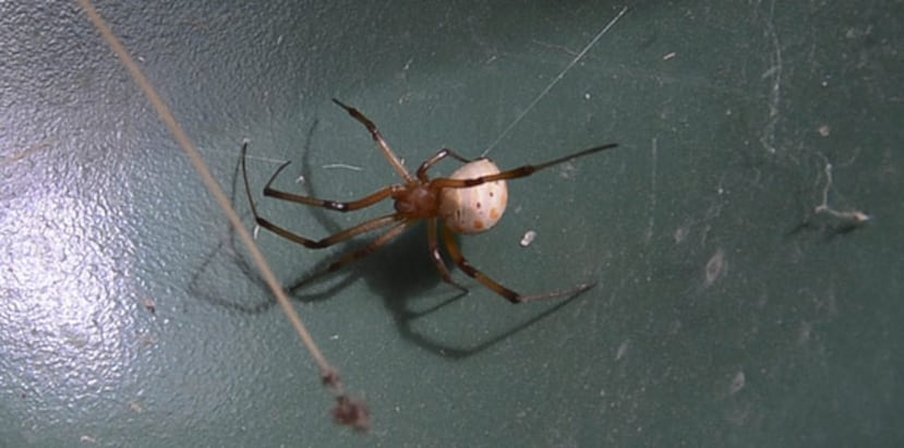 El incidente más reciente de un soldado picado por una araña fue en el 2012. (tony.zayas@gfrmedia.com)