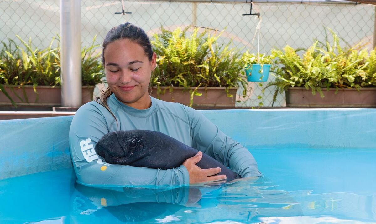 Bebé manatí rescatada en Loíza necesita fórmula para su recuperación ...